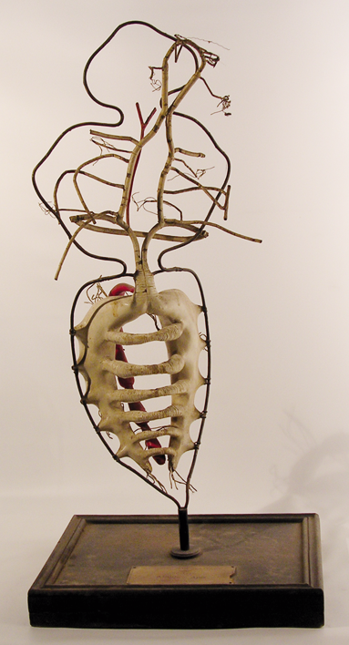 Modelo del sistema circulatorio de un insecto