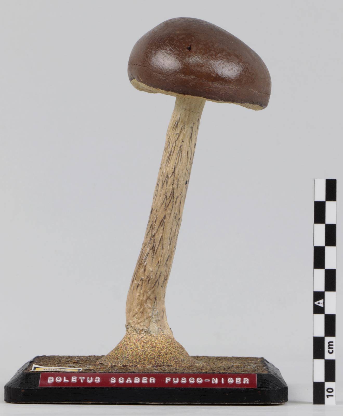 Modelo de Boletus scaber fusco-niger