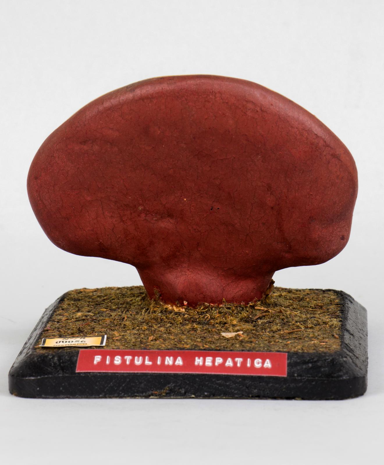 Modelo de Fistulina hepatica