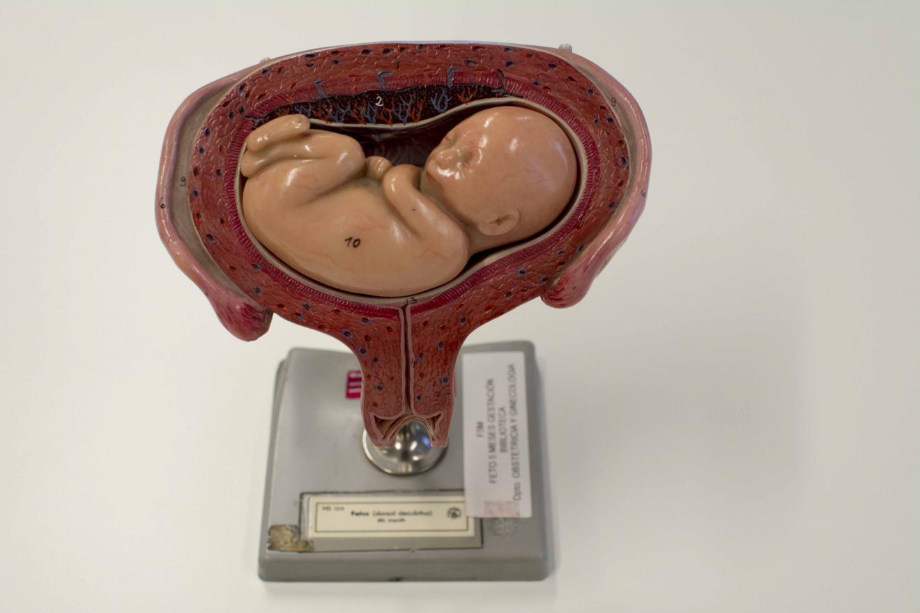 Recreación de un feto dentro de la cavidad uterina, realizado de forma realista en cuanto a la representación de tejidos, capilares sanguíneos y figura humana 