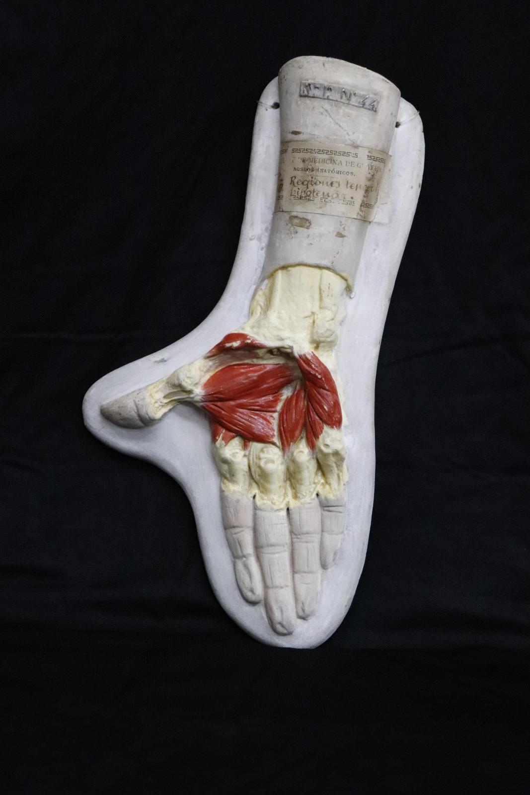 Maqueta de la musculatura palmar de la mano