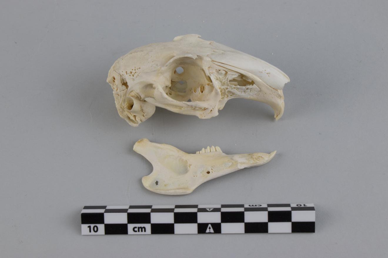 Cráneo y media mandíbula de roedor (conejo)