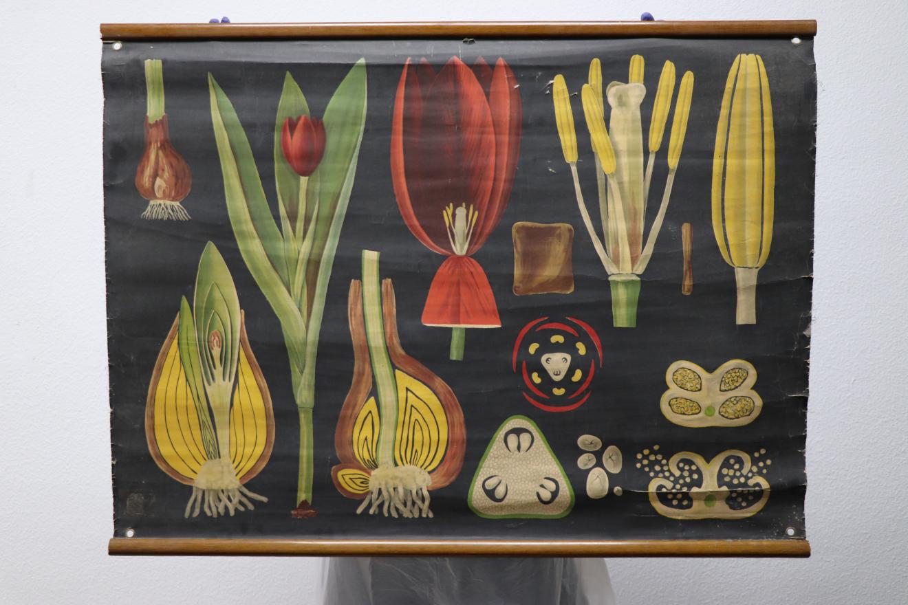 Tulipa gesneriana (Gartenfulpe)